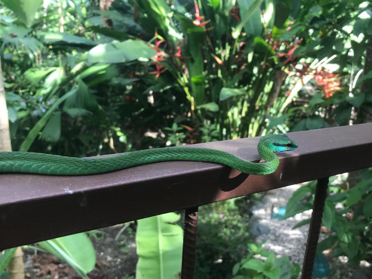 Yejos Jungle Lodge Dos Brazos Zewnętrze zdjęcie