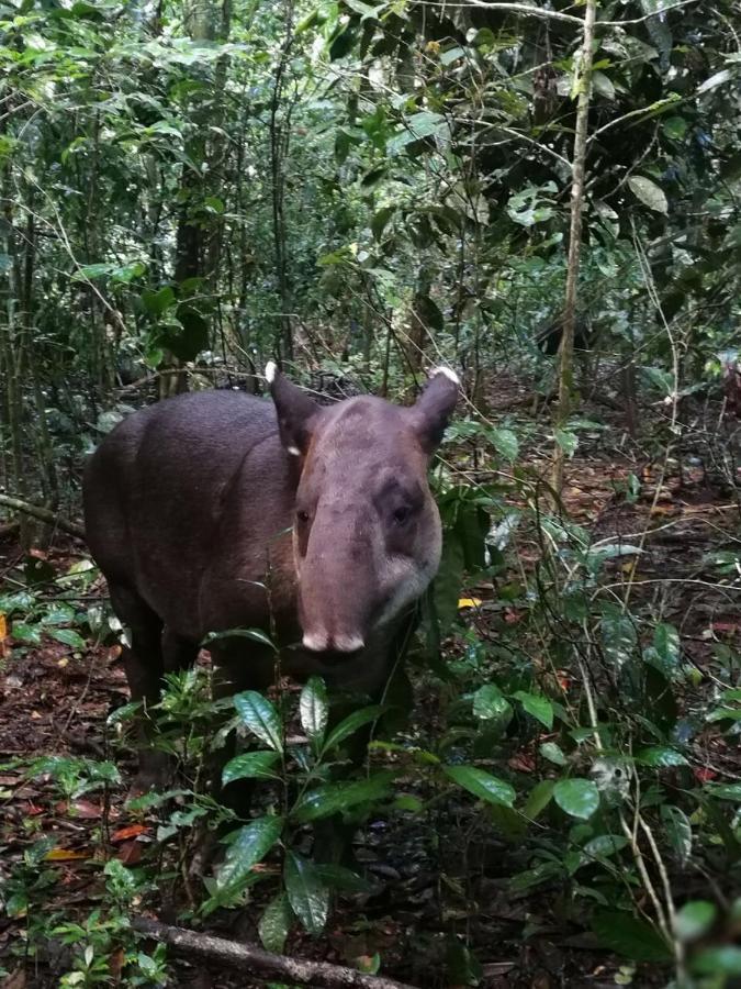 Yejos Jungle Lodge Dos Brazos Zewnętrze zdjęcie